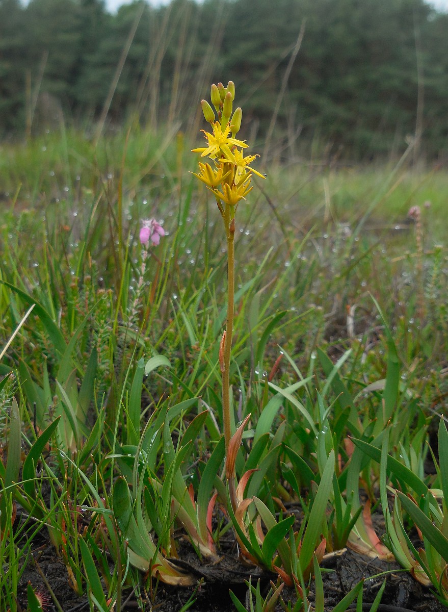 Narthecium Ossifragum Bog Asphodel